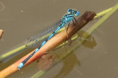 <i>Erythromma lindenii</i>