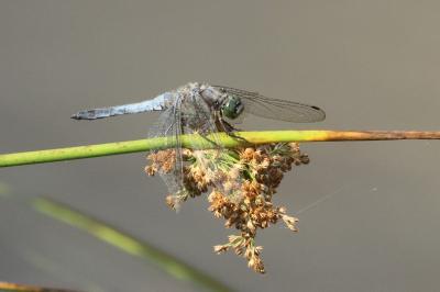 <i>Orthetrum cancellatum</i>