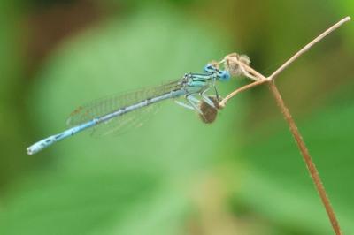 <i>Platycnemis pennipes</i>
