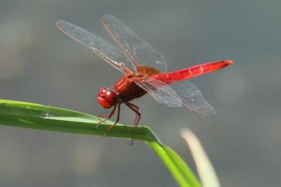 Crocothemis erythraea