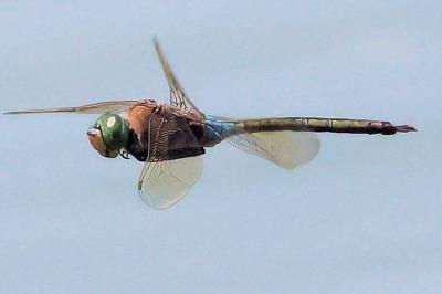 Anax parthenope