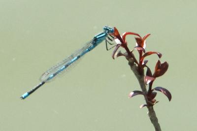 <i>Erythromma lindenii</i>
