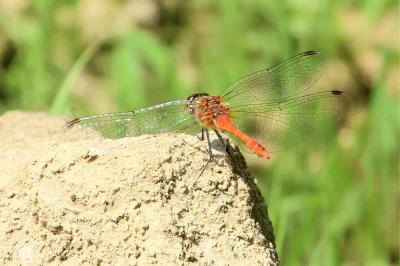 <i>Sympetrum sanguineum</i>
