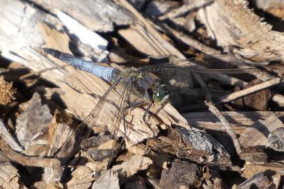<i>Orthetrum cancellatum</i>
