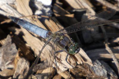 <i>Orthetrum cancellatum</i>