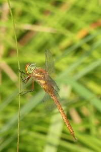 <i>Aeshna isoceles</i>
