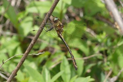 <i>Oxygastra curtisii</i>