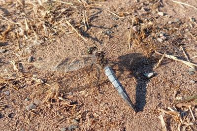 <i>Orthetrum cancellatum</i>