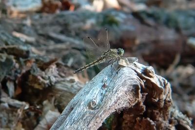 <i>Orthetrum cancellatum</i>