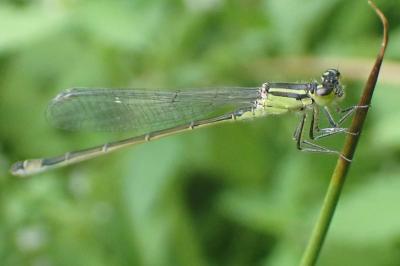 <i>Ischnura elegans</i>