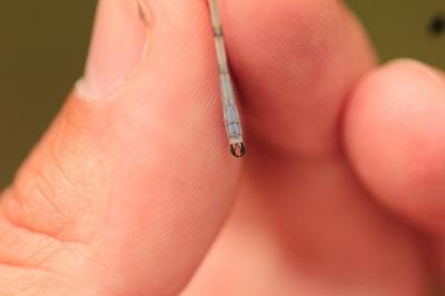 <i>Lestes dryas</i>