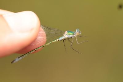 <i>Lestes dryas</i>