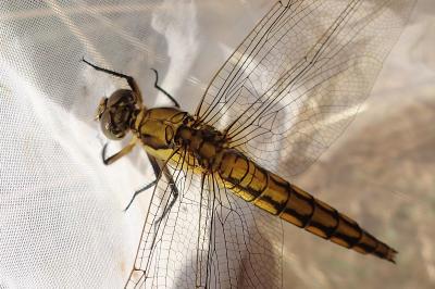<i>Orthetrum cancellatum</i>