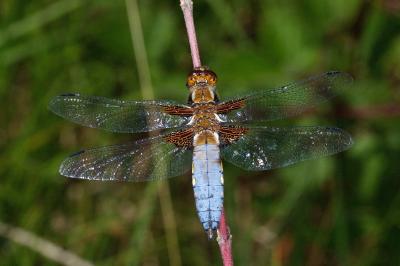 <i>Libellula depressa</i>