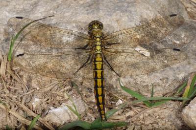 <i>Orthetrum cancellatum</i>