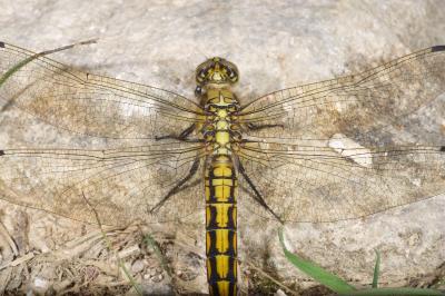 <i>Orthetrum cancellatum</i>