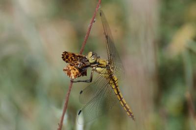 Orthetrum cancellatum
