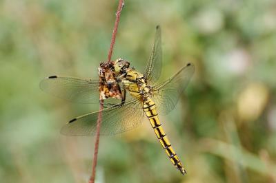 <i>Orthetrum cancellatum</i>