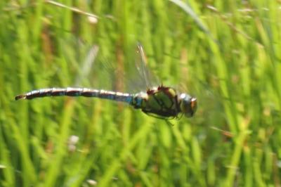 <i>Aeshna cyanea</i>