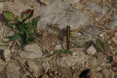 <i>Orthetrum cancellatum</i>