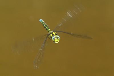 <i>Aeshna cyanea</i>