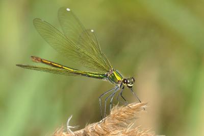 <i>Calopteryx splendens splendens</i>