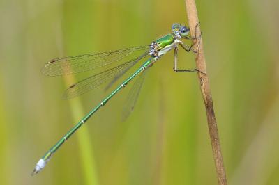 <i>Lestes virens vestalis</i>
