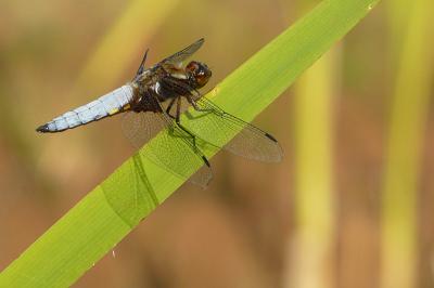 <i>Libellula depressa</i>