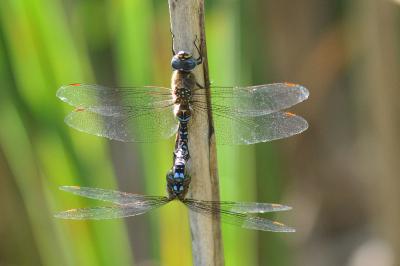 <i>Aeshna mixta</i>