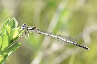 <i>Platycnemis pennipes</i>