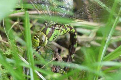 Aeshna cyanea