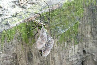Aeshna cyanea