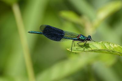 Calopteryx splendens splendens