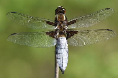 Libellula depressa