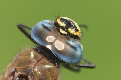 Aeshna mixta