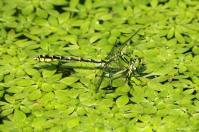 Ophiogomphus cecilia