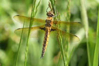 Epitheca bimaculata