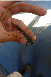 <i>Anax imperator</i>