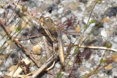 Mantis religiosa