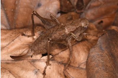 Pholidoptera griseoaptera