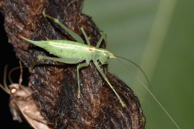 Meconema meridionale
