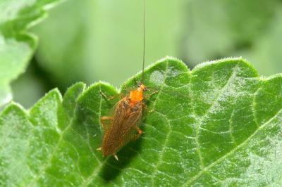 Ectobius pallidus