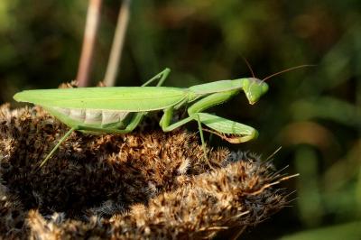 Mantis religiosa