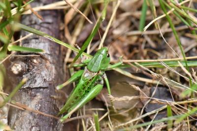 Decticus verrucivorus verrucivorus