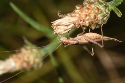 Oecanthus pellucens pellucens