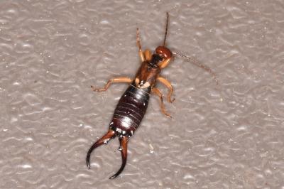 Forficula auricularia
