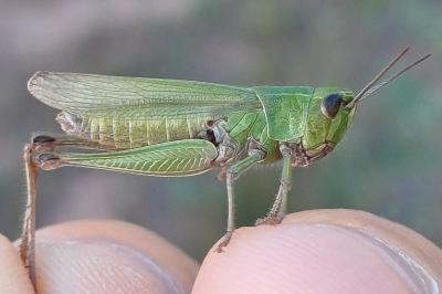 Chorthippus dorsatus dorsatus