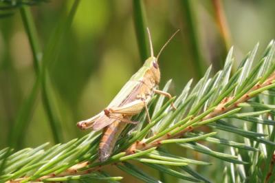 Chorthippus dorsatus dorsatus