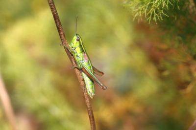 Euthystira brachyptera brachyptera