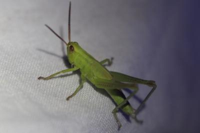 Mecostethus parapleurus parapleurus